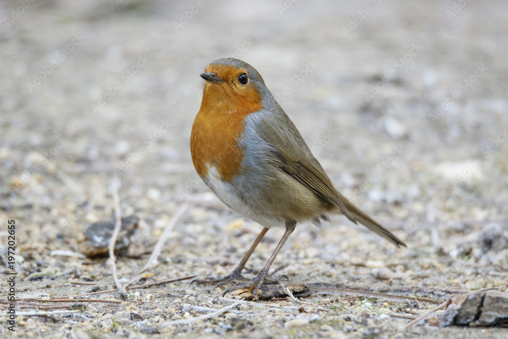 European Robin (Erithacus rubecula), on field floor, Castile and Leon. European Robin (Erithacus rubecula), on field floor, Castile and Leon.
