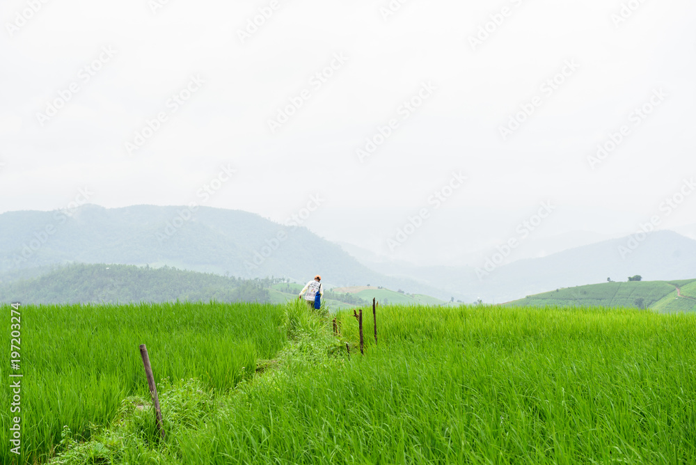 Fototapeta premium Paddy field