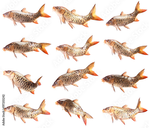 Fish carp collection