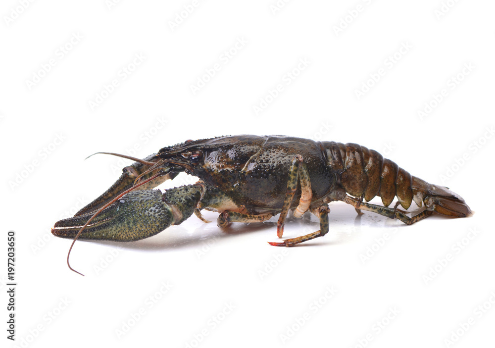 Crayfish