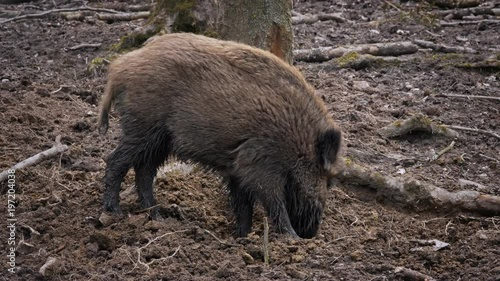 Wild boar (Sus scrofa) searching for food in mud photo