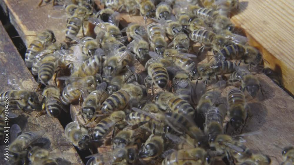 A lot of bees crawling around on their honeycomb A lot of bees crawling around on their honeycomb