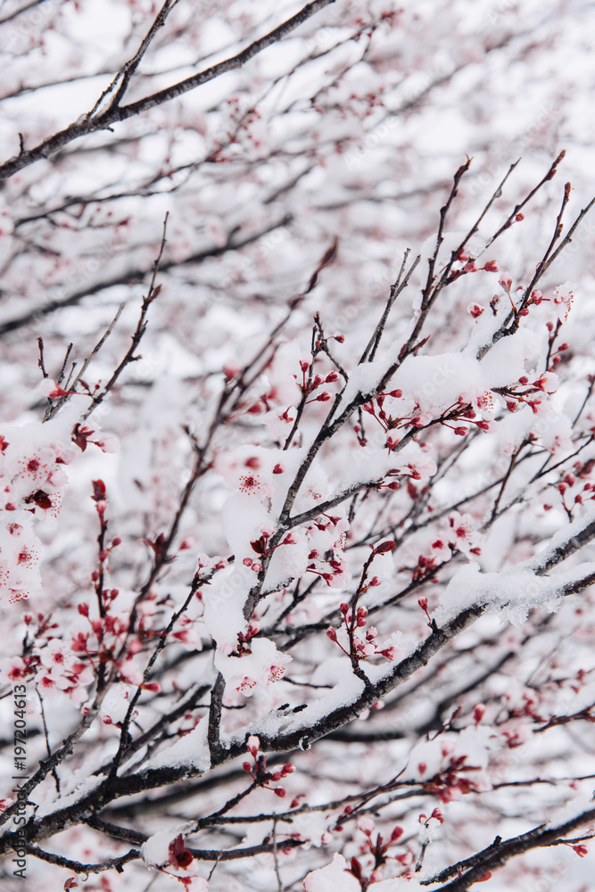 Cherry Tree In Winter