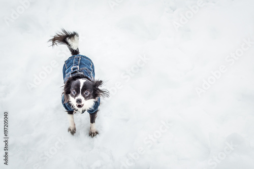 Fototapeta Naklejka Na Ścianę i Meble -  happy small dog running in the snow