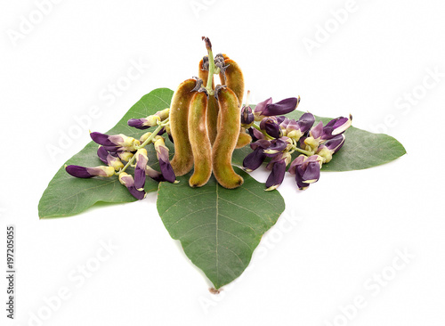 Mucuna pruriens isolated on white background