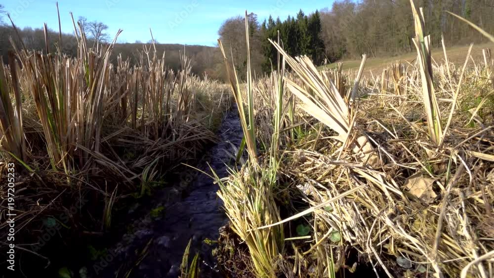 Schwenk über kleinen Wildbach am Waldrand Schwenk über kleinen Wildbach am Waldrand