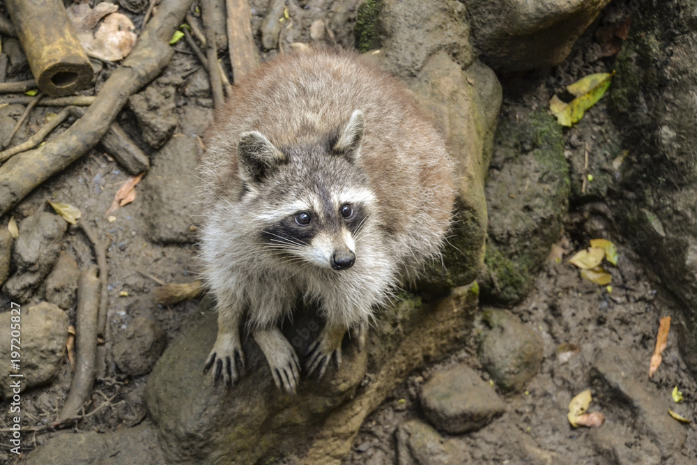 Naklejka premium Waschbär in freier Wildbahn / Dschungel / Wald / Waldboden / Stamm / Äste