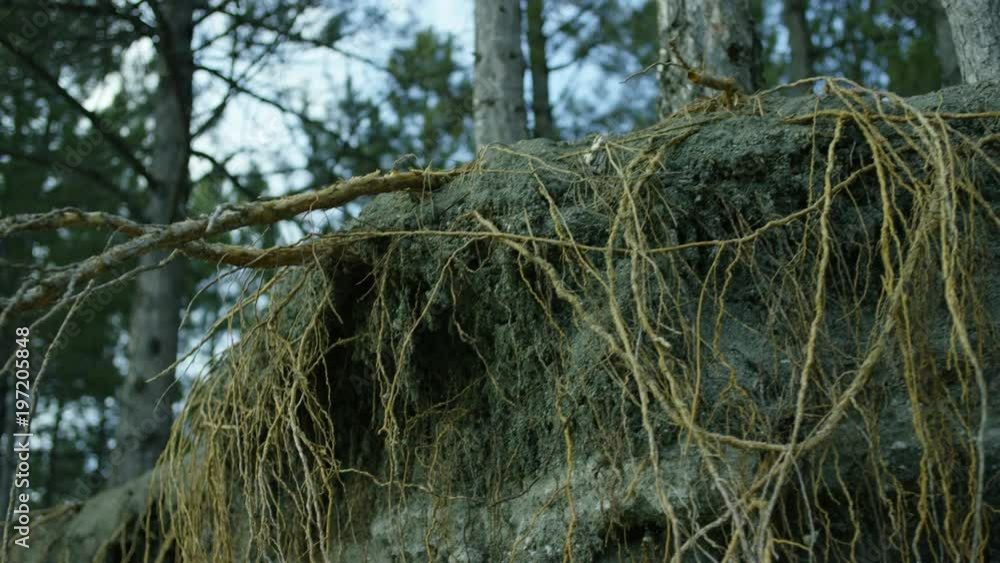 Moving Shot of Tree Roots in Forest. Shot on Red Helium cinema camera. Moving Shot of Tree Roots in Forest. Shot on Red Helium cinema camera.