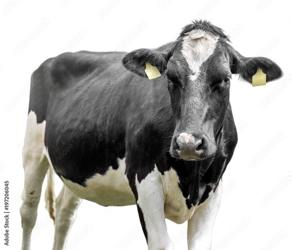 cow Isolated