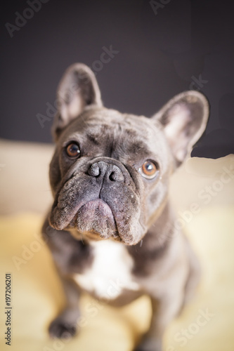 French Bulldog at Rest © Mike