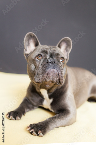 French Bulldog at Rest © Mike