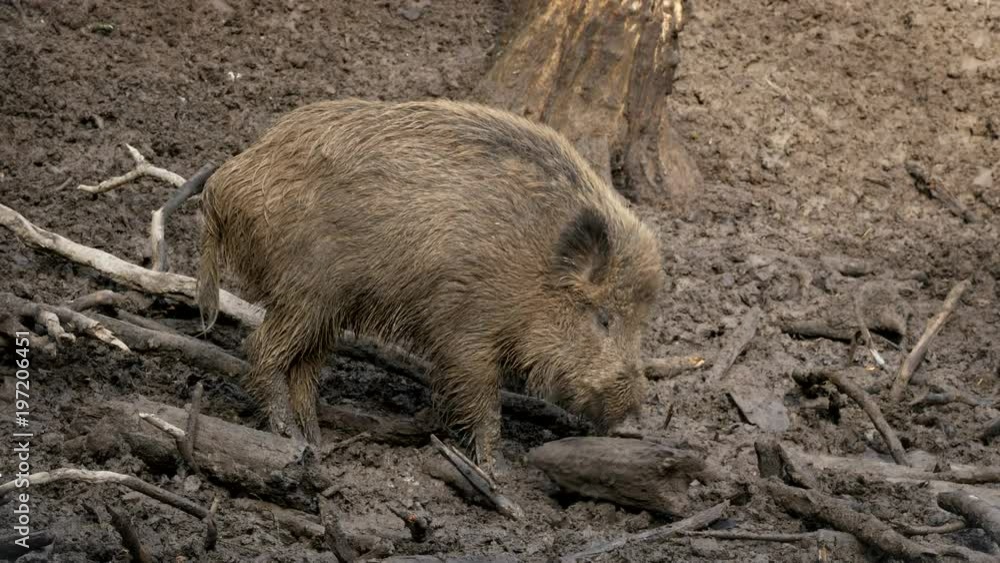Wild boar (Sus scrofa) searching for food in mud Wild boar (Sus scrofa) searching for food in mud