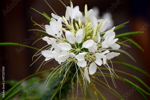White Flower Fronds