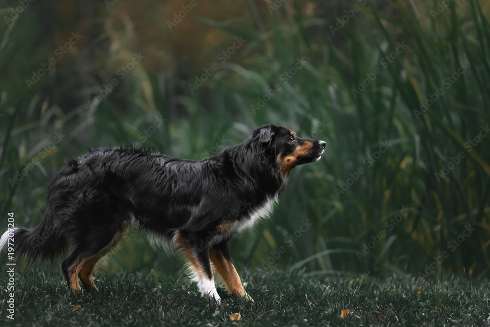 Cute black white border collie