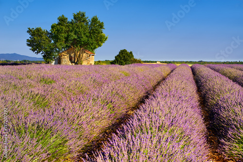 Lavender fields in Valensole with stone house and trees in Summer. Plateau de Valensole, Alpes de Haute Provence, France