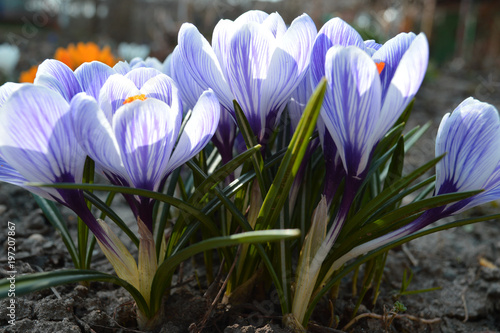 Crocuses are blue and violet in early spring under the sun.