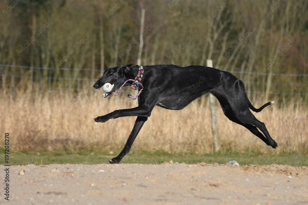 rennender schwarzer Galgo Espanol rennender schwarzer Galgo Espanol