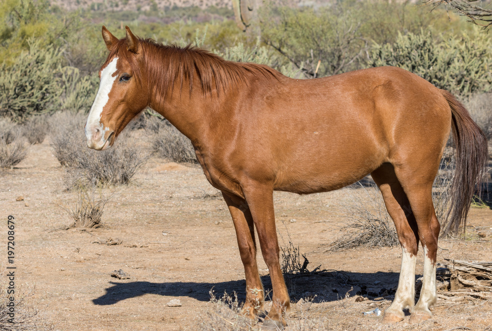 Wild Horse in the Arizona Desert Wild Horse in the Arizona Desert