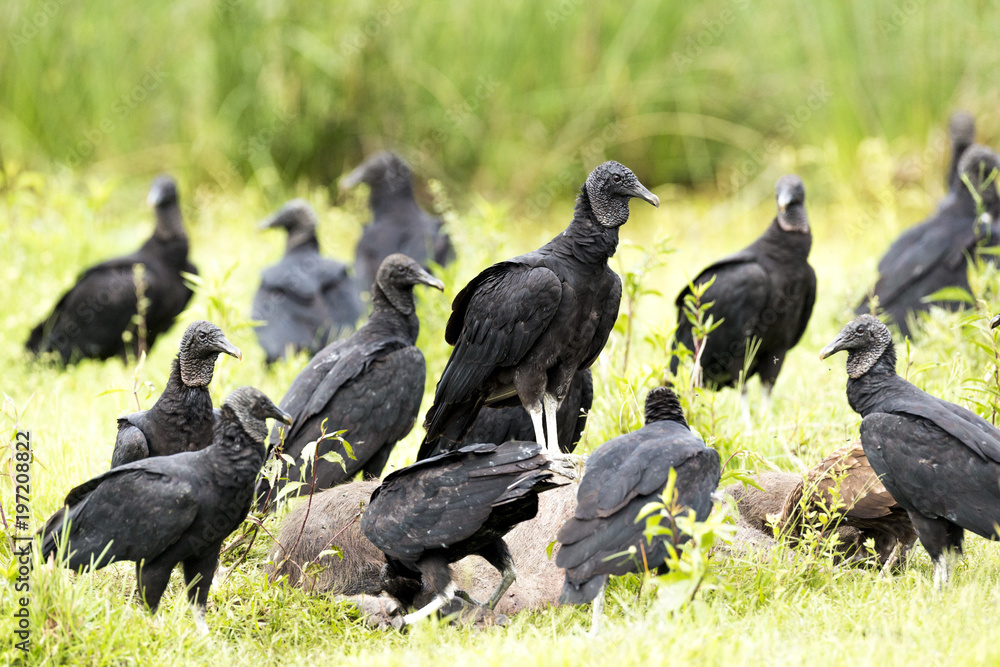 Black Vulture (Coragyps atratus) Black Vulture (Coragyps atratus)