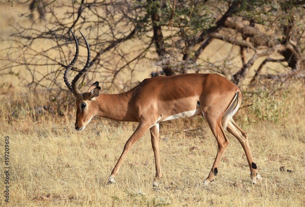 Impala in Kenia