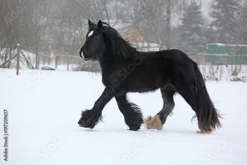 Amazing irish cob running in the snow