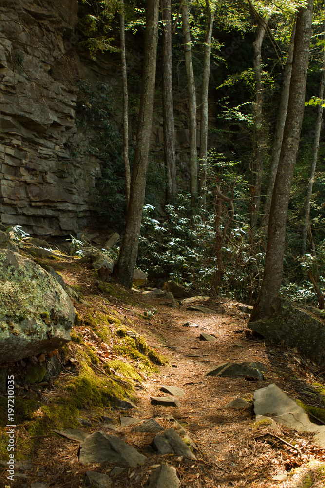 path thou the forest path thou the forest