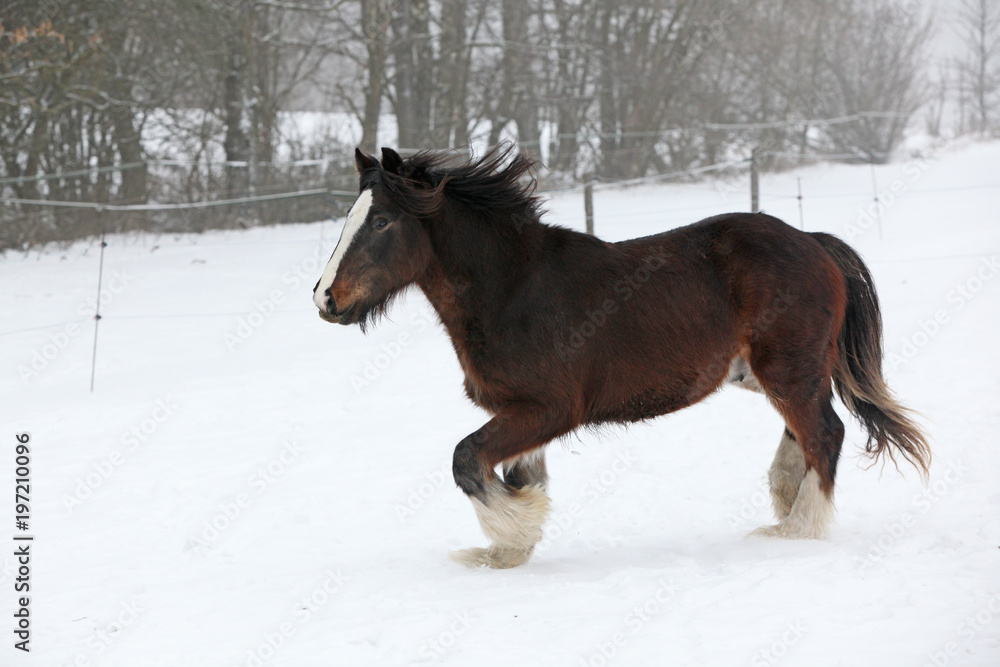 Amazing irish cob running in the snow