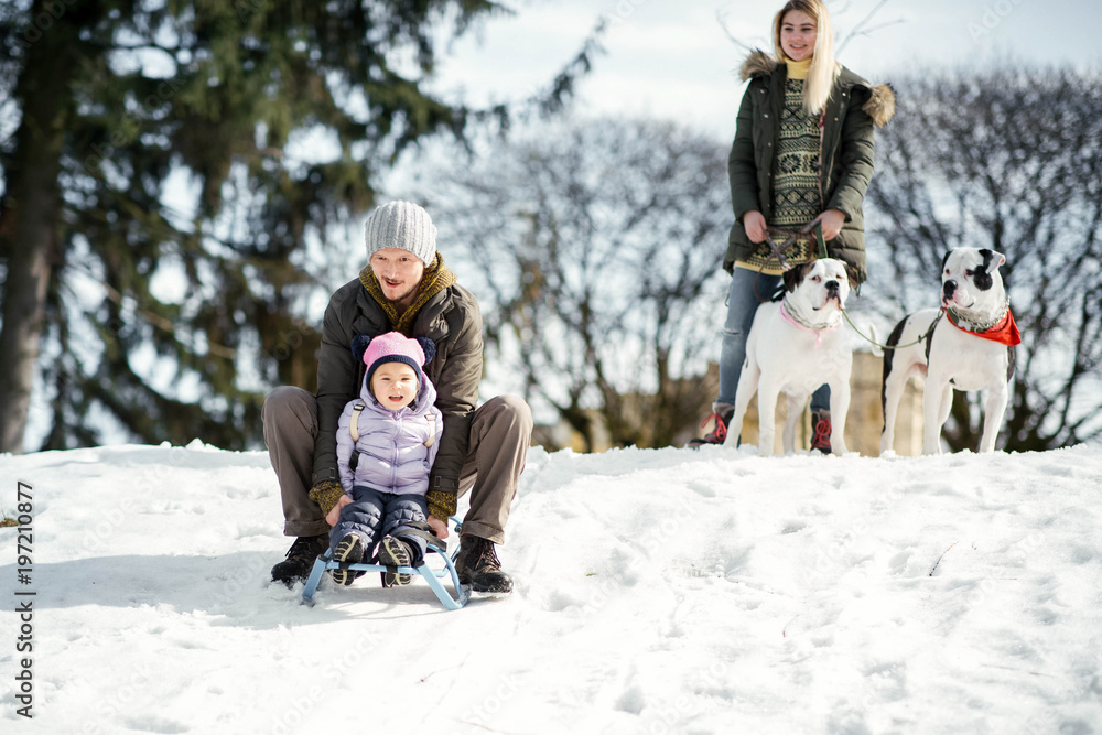 Man and little girl play on the sledge while woman holds two American bulldogs