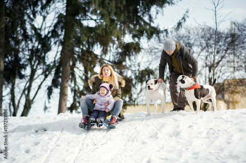 Woman and little girl play on the sledge while man holds two American bulldogs