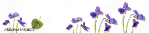 spring flowering violets