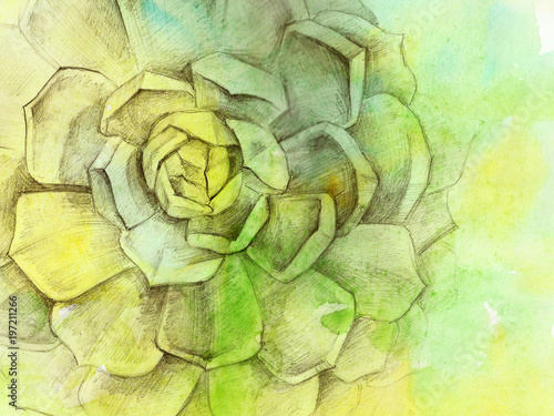 Green yellow vintage background -  texture echeveria clouse up