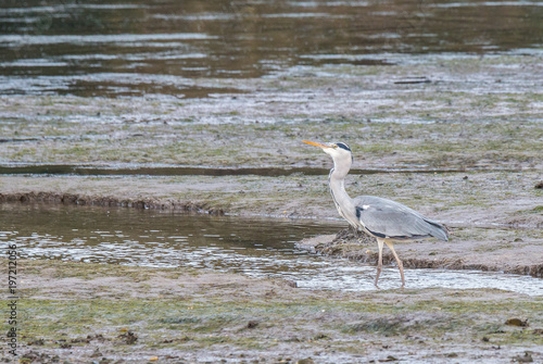 the egrets and the heron feed on the Eo estuary