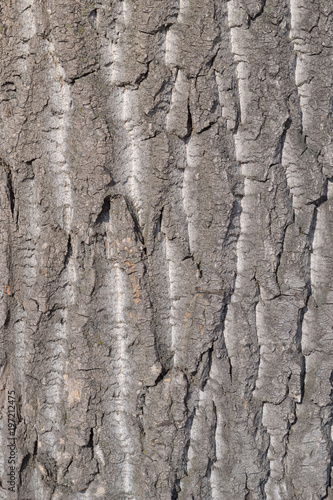 The bark of an old poplar.Texture.
Rough crust with cracks.