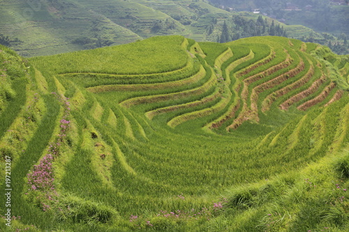 The Longsheng Rice Terraces 