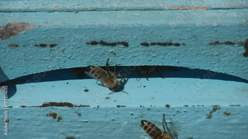Domestic Bees Working and Flying Inside and Outside Beehive Close View photo