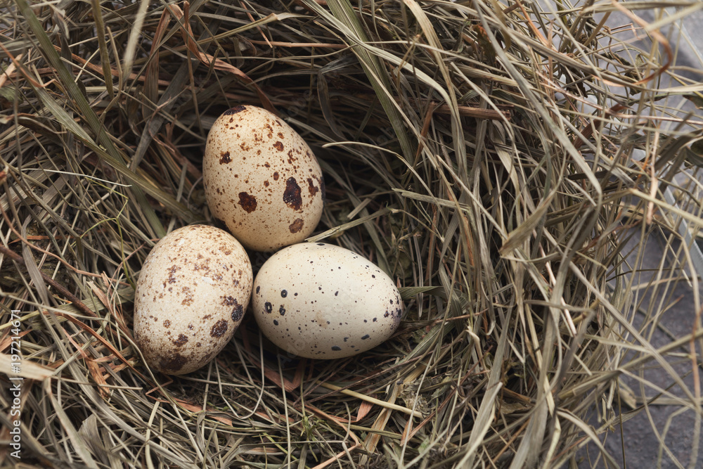 Easter background. Colored eggs in nest on gray stone surface Easter background. Colored eggs in nest on gray stone surface