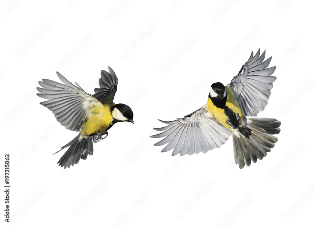 Fototapeta premium kilka małych piskląt ptaków latających w kierunku rozłożonych skrzydeł i piór na białym tle