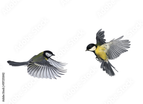 pair of birds blue Tits flying to meet wings and feathers on white isolated background