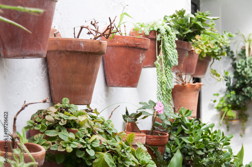 Various clay pots with green plants hanging from white wall in patio © Josu Ozkaritz
