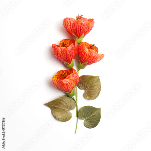 Flowers composition made of orange flowers and green leaves on white background. Flat lay, top view