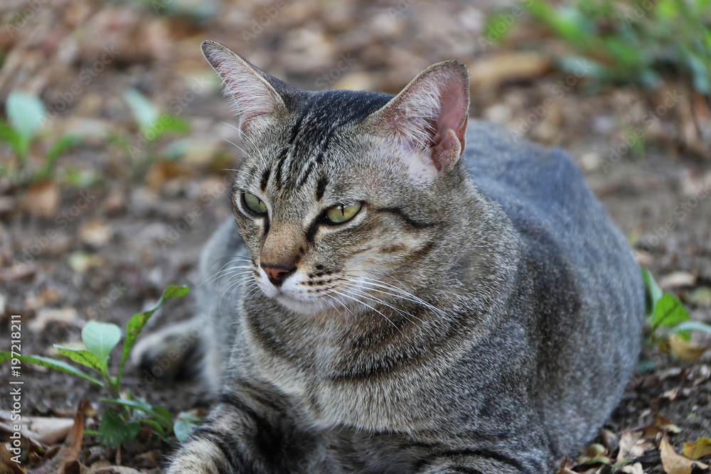 Striped cat lying down in the garden. cat is a small domesticated carnivorous mammal with soft fur, a short snout, and retractile claws.