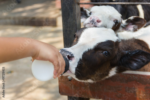 Closeup - Baby cow feeding on milk bottle by hand child in Thailand rearing farm. © piyaphunjun