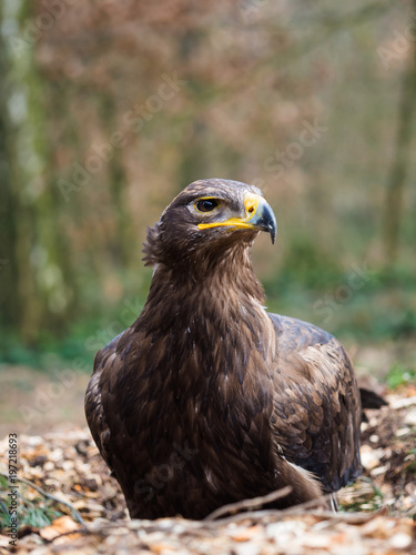 Eagle sitting on a ground