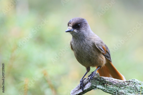 Schilderij op canvas Siberian jay