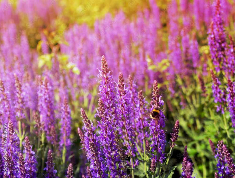 Obraz premium Bumblebee on blooming lavender under the setting sun. Toning.