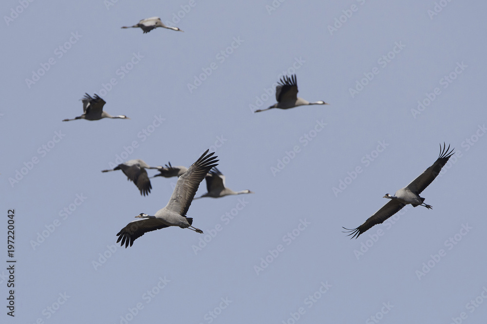 Obraz premium Common crane (Grus grus)