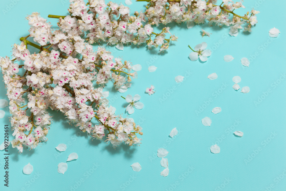 Spring aqua blue background with white blooming chestnut flowers, close-up perspective view, diagonal composition Spring aqua blue background with white blooming chestnut flowers, close-up perspective view, diagonal composition