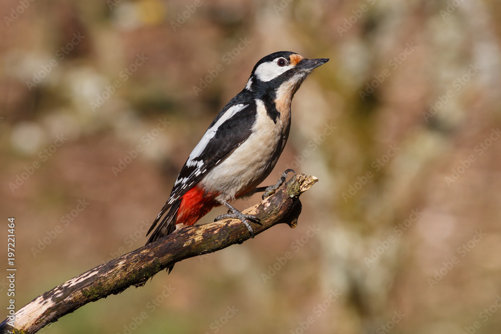 Fototapeta premium Buntspecht