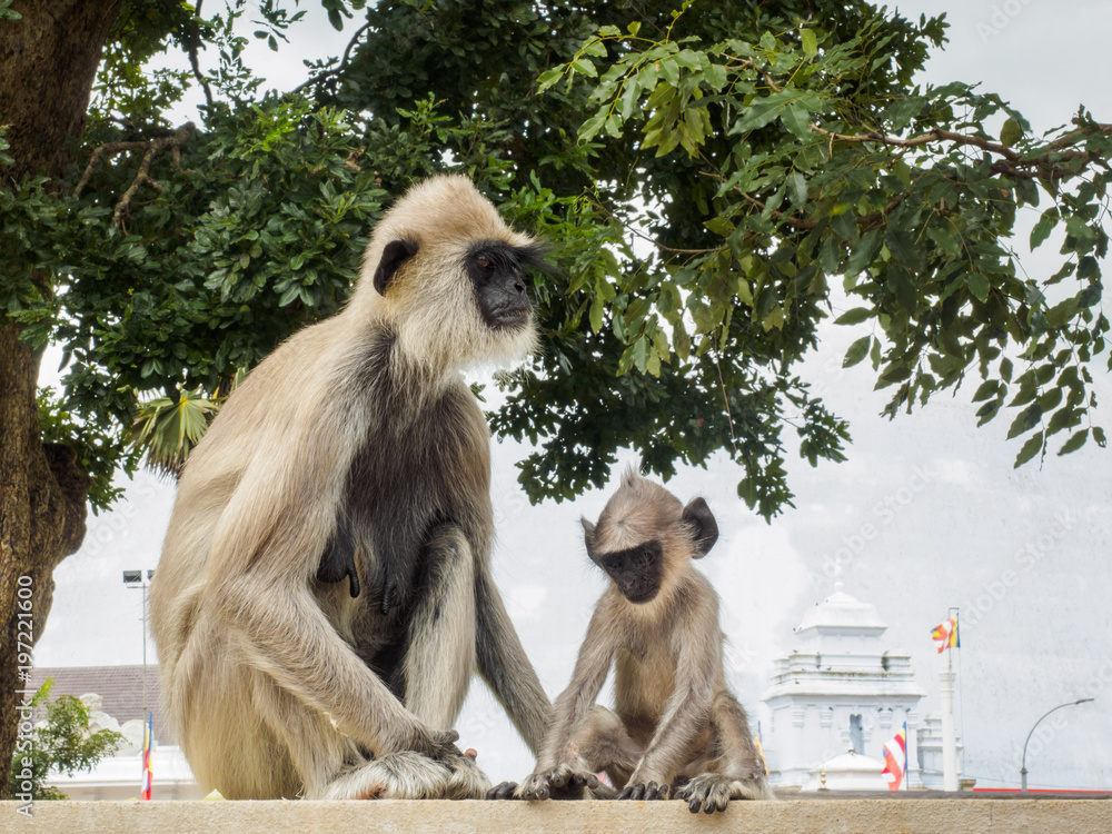 Fototapeta premium Langur monkeys or gray langur or Hanuman langur (Semnopithecus entellus) mother and her baby sitting on the fence in Anuradhapura ancient city, Sri Lanka.
