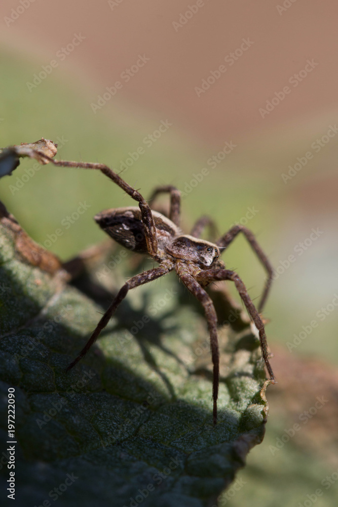 Spinne Macro Spinne Macro